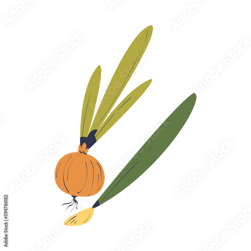 Ripe Onion Vegetable as Seasonal Harvesting and Yield Vector Illustration