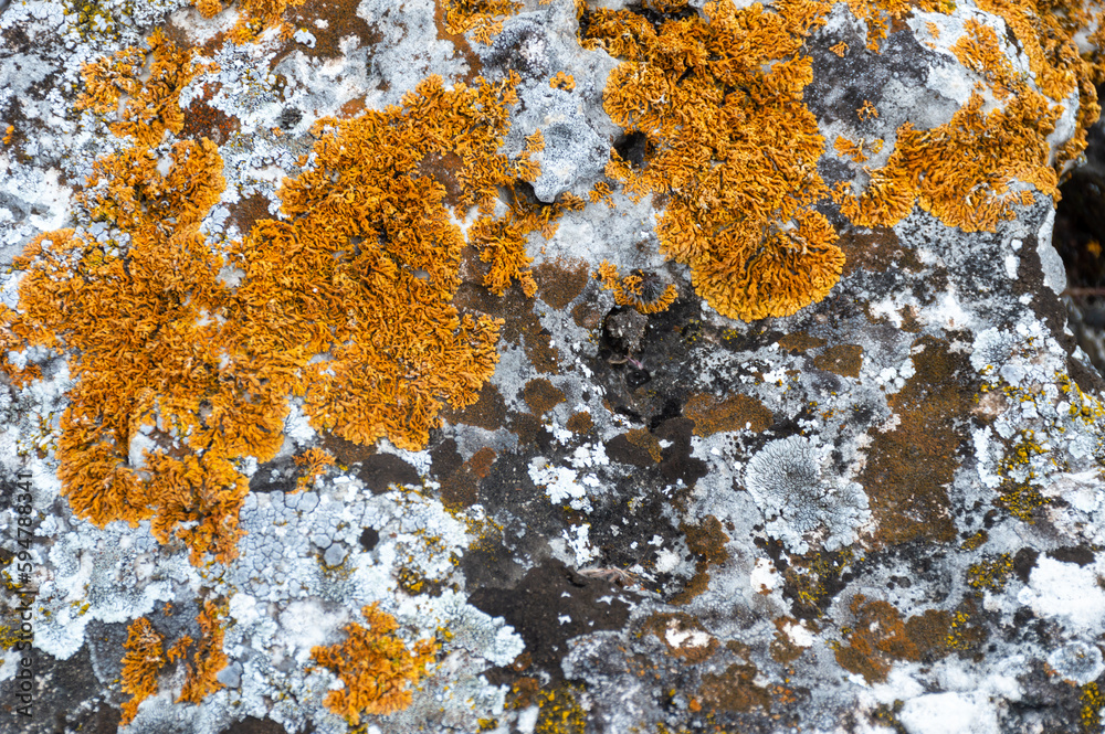 Stone with brown gray and yellow color Stone with brown gray and yellow color