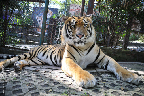Fototapeta Naklejka Na Ścianę i Meble -  Sumatran tiger in close up