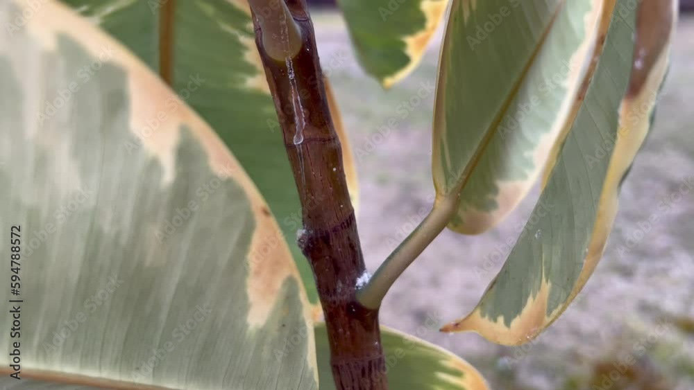 Houseplant disease. Brown Spots on Rubber Plants. Ficus elastica