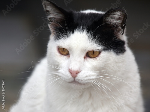 Weiße Katze mit schwarzen Ohren