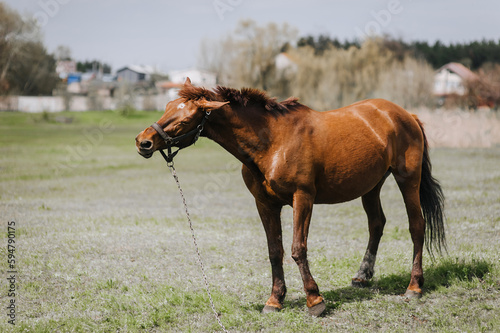 A beautiful brown horse  a stallion walks in a meadow in a field on green grass in a pasture in a village  nature in sunny weather. Animal photography  portrait  wildlife  countryside.