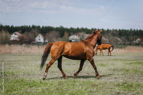 A beautiful brown horse, a stallion walks in a meadow in a field on green grass in a pasture in a village, nature in sunny weather. Animal photography, portrait, wildlife, countryside.