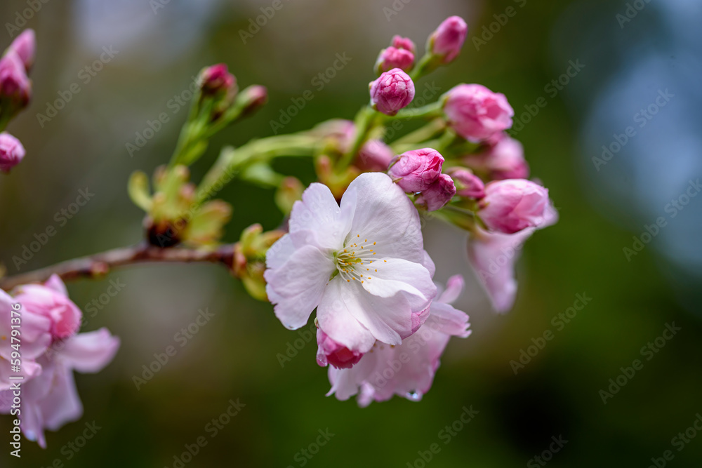 Fototapeta premium Peach tree flowers against blue sky close-up