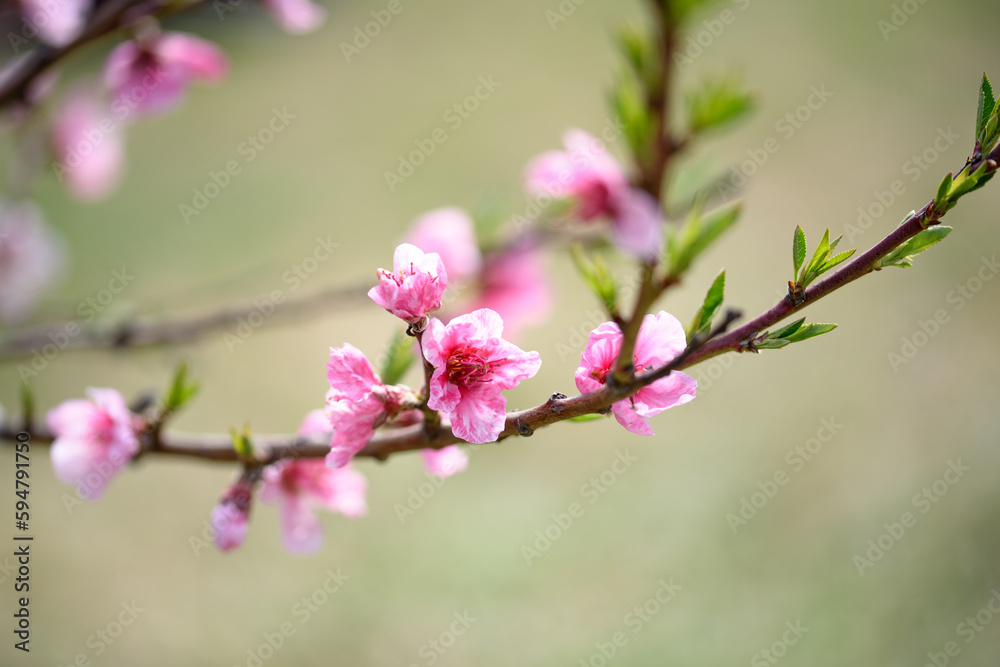 Peach tree flowers against blue sky close-up