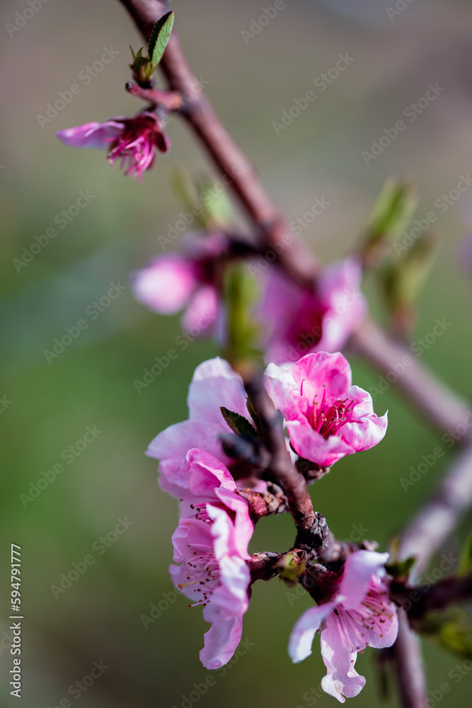 Peach tree flowers against blue sky close-up Peach tree flowers against blue sky close-up