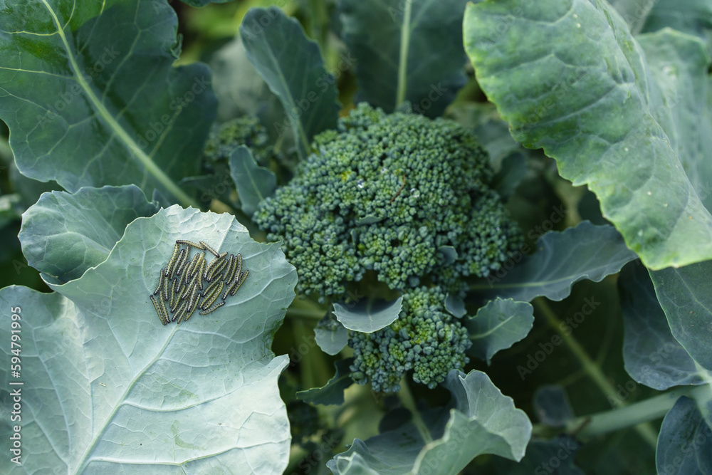 garden pests, caterpillars, cabbage butterflies on broccoli foliage