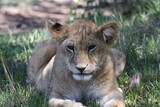 Portrait of a grown-up lion cub resting after a sucessful hunt