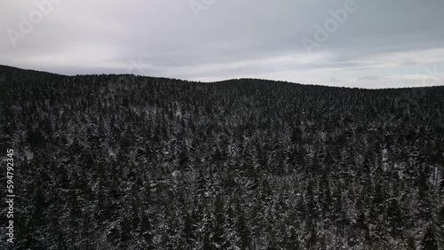 snowy forest view photo