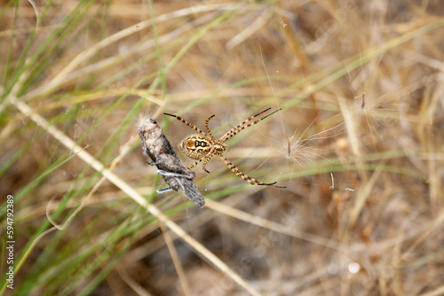 araneae spider wraps its prey, a grasshopper