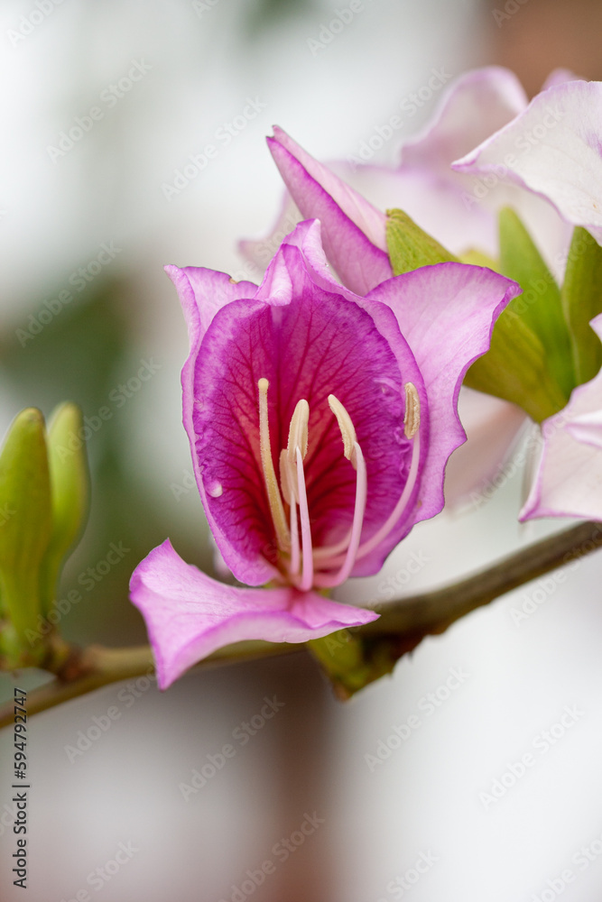 magnificent white and pink blossom of a Variegata Bauhinia Flower at a twig