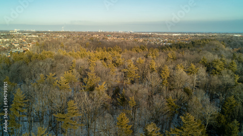 An aerial shot of a forest with a town in the background at sunset