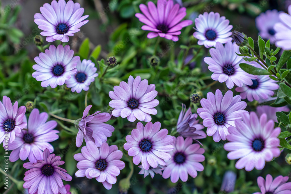 Flowers Flowers