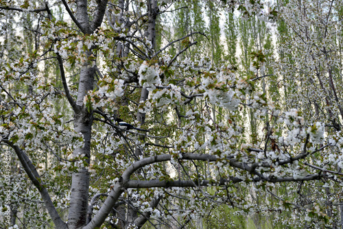A bird sits on the branch of an almond tree during the blossom of white flowers photo