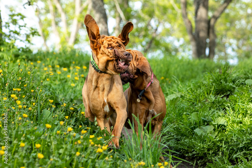 Two Bloodhounds have a lot of fun running down the hill in the fresh summer greenery of the park