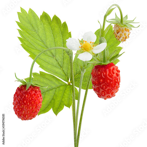 Fotografija Wild strawberry isolated on white background, full depth of field