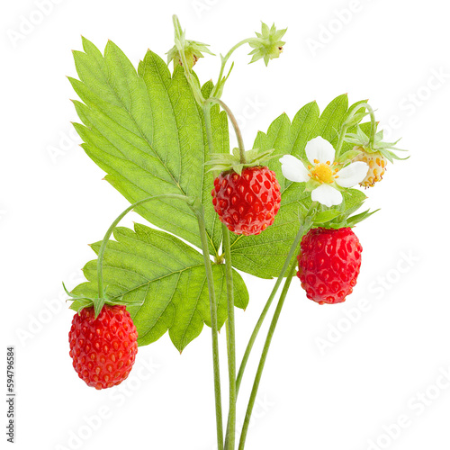 Wild strawberry isolated on white background, full depth of field