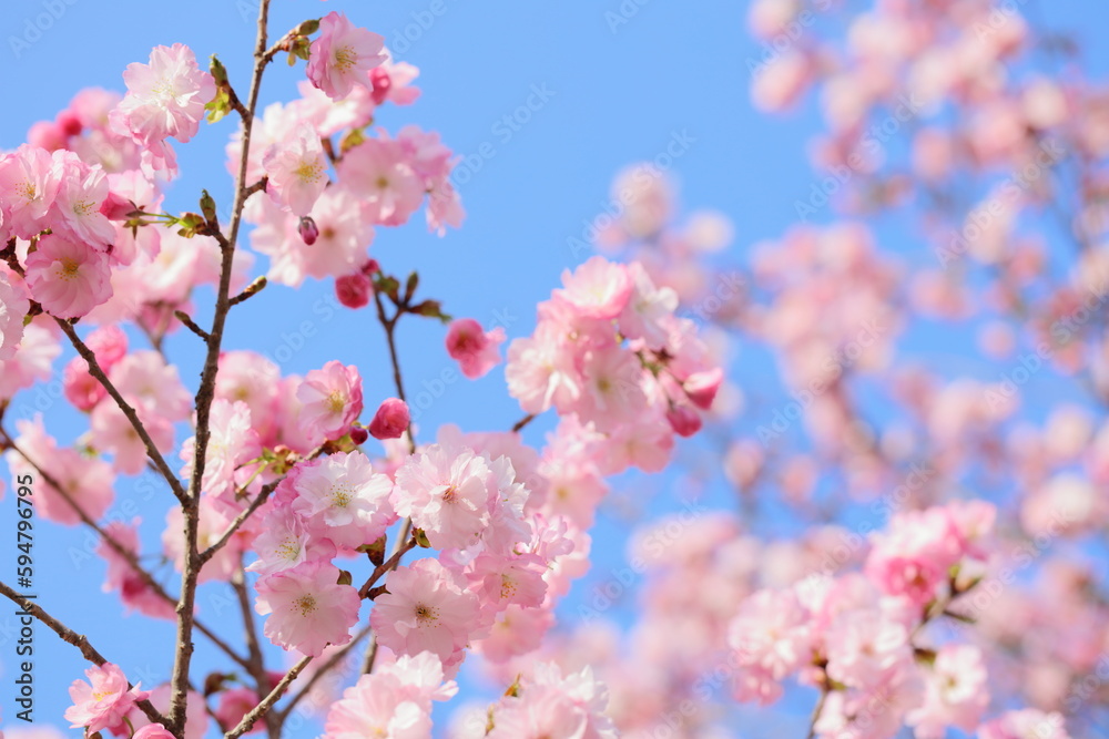 満開の八重桜のクローズアップ撮影 青空背景 満開の八重桜のクローズアップ撮影 青空背景