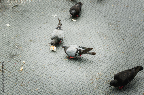 pigeons on the metal sheet ground eating bread