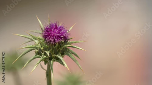 Side view of slow motion video of a thistle in bloom during sunny day