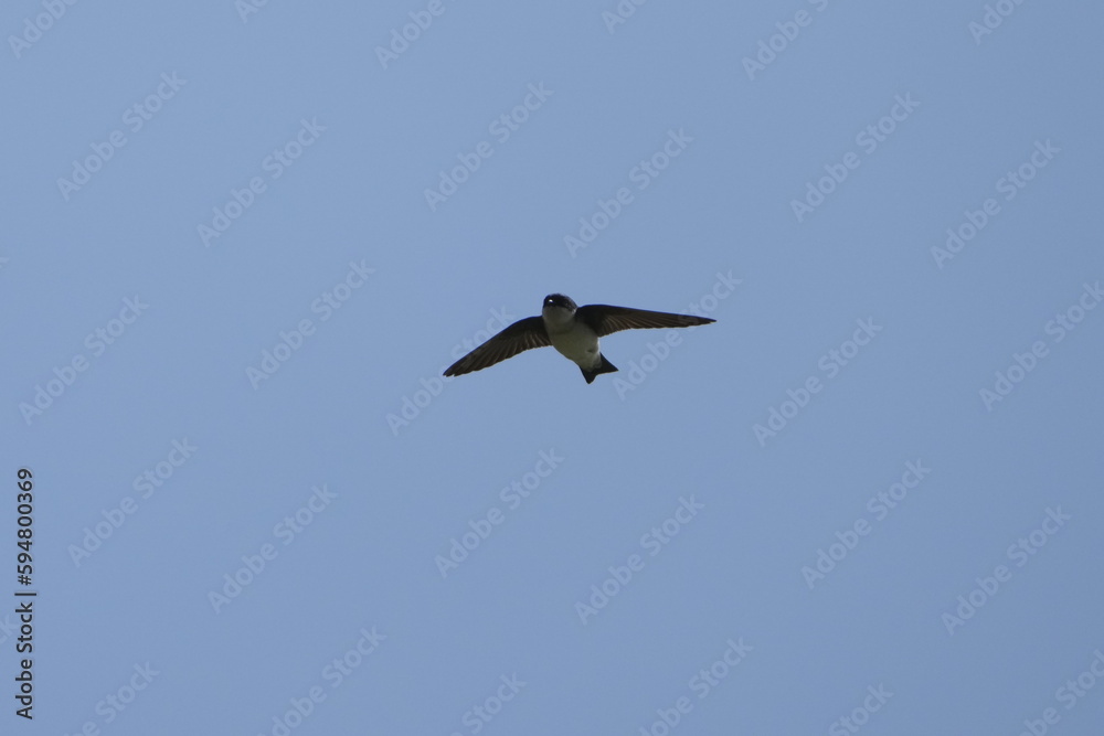 asian house martin in flight