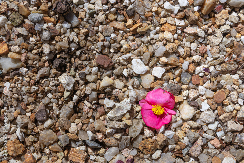 flower on a stone texture