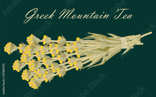 Bunch of Greek mountain tea with copy space on dark green background. Traditional drink. Vector illustration.