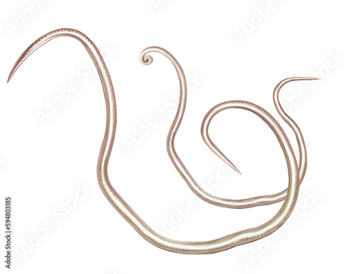 Ascaris human, Ascaris lumbricoides