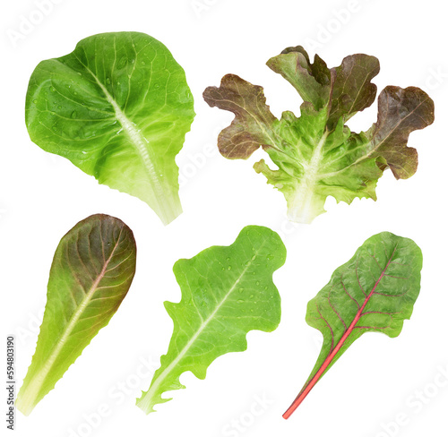 Papier peint Salads such as green oak, red oak, red coral, butter head, swiss chard on transparent