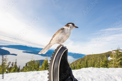 chickadee on boot on Cypress mountain