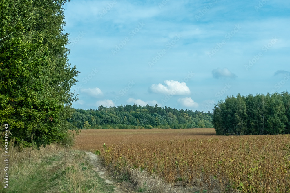 Obraz premium Field and rural road, green trees and blue sky with white clouds. beautiful summer day.