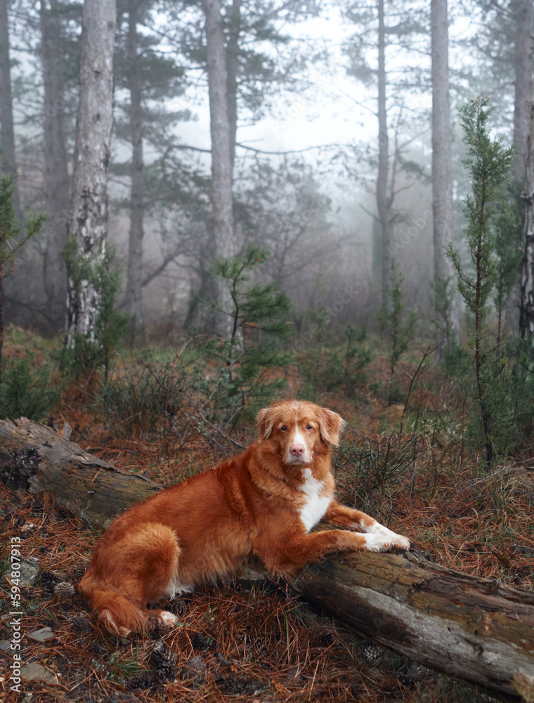 Red dog in a foggy forest lies on a log. Nova Scotia duck tolling retriever in nature. Hiking with a pet. forest fairy tale