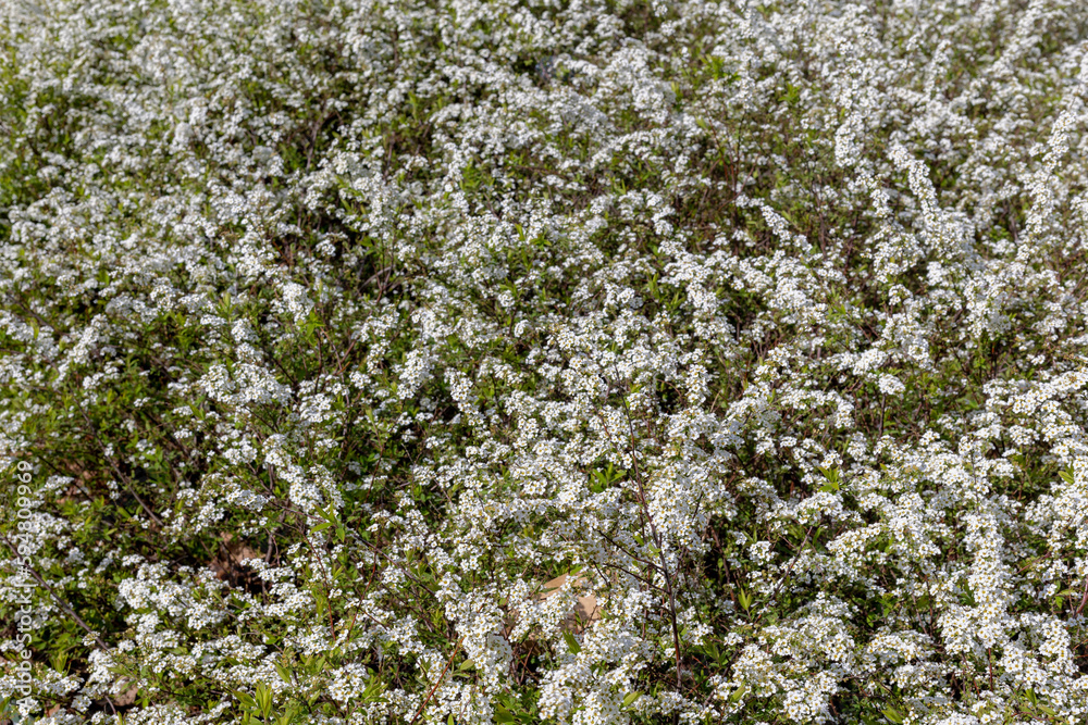 Selective focus bushes of white tiny flower in the garden, Spiraea thunbergii siebold ex blume, Thunberg's meadowsweet is a species of flowering plant in the rose family, Nature floral background. Selective focus bushes of white tiny flower in the garden, Spiraea thunbergii siebold ex blume, Thunberg's meadowsweet is a species of flowering plant in the rose family, Nature floral background.