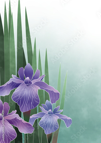 花菖蒲　縦構図