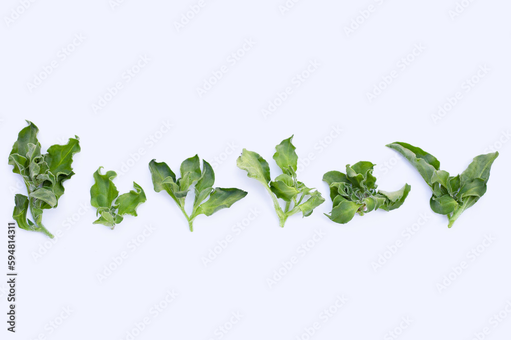 Crystal ice plant on white background. Crystal ice plant on white background.