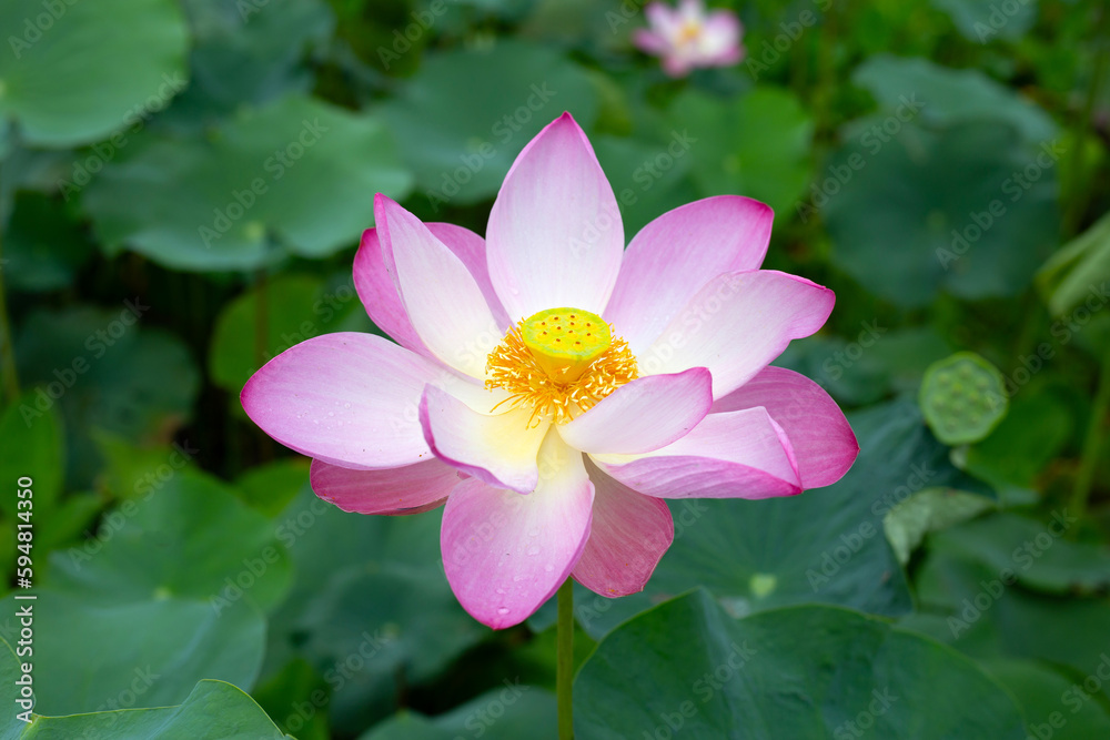 Pink lotus flower blooming in pond with green leaves Pink lotus flower blooming in pond with green leaves