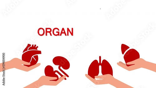 Hands holding human organs. World Organ Donation Day. Concept of organ donation, heart transplant, lungs, liver, kidneys. Volunteering for a patient. Video animation.