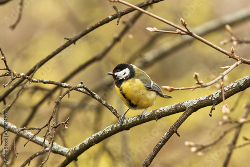 Great Tit, Parus major sitting on a branch of a tree in the woods in Stromovka park, Royal Game Reserve in Prague in spring, Czech Republic.