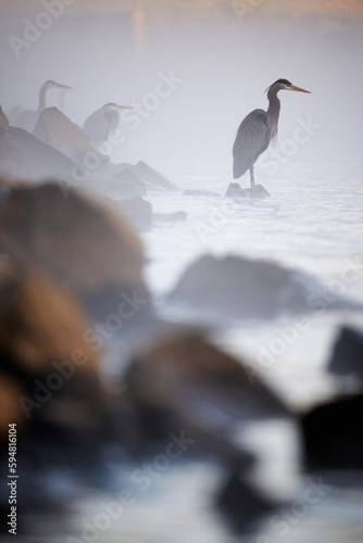 Great Blue Heron in the Morning Mist