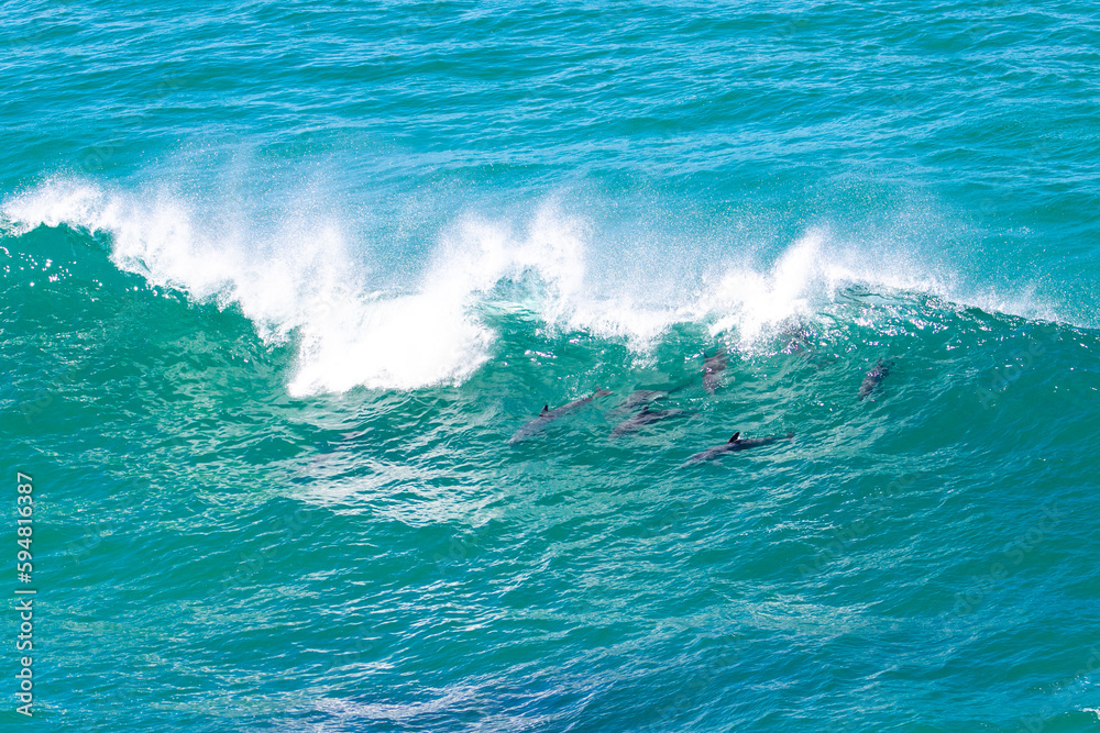 group of cute bottlenose dolphins surfing on the wave in hat head national park in new south wales, australia; marine wildlife of pacific, cute marine mammals