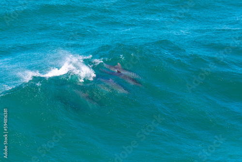 Photography group of cute bottlenose dolphins surfing on the wave in hat head national park