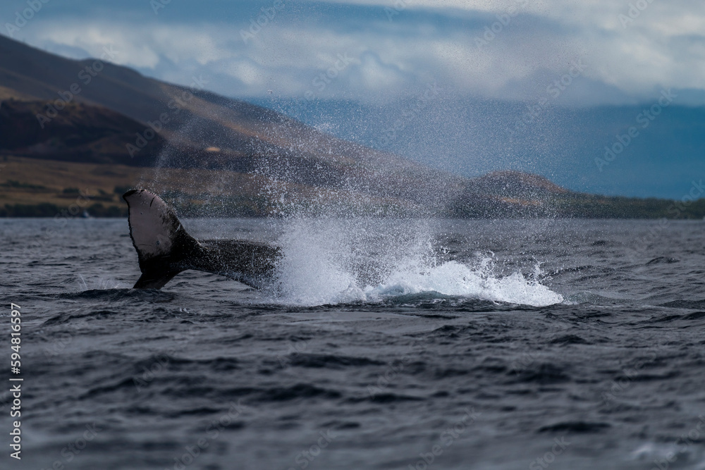 Fototapeta premium Humpback whale tail slapping