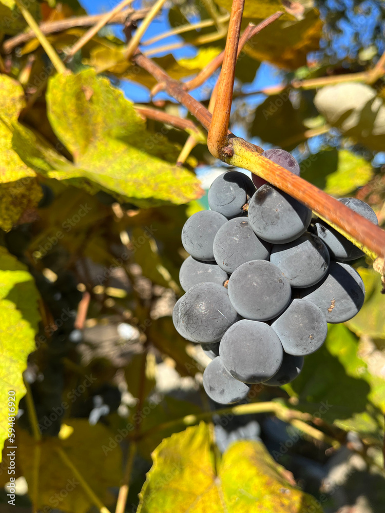 Dorodny ciemny winogron zwisający na krzewie