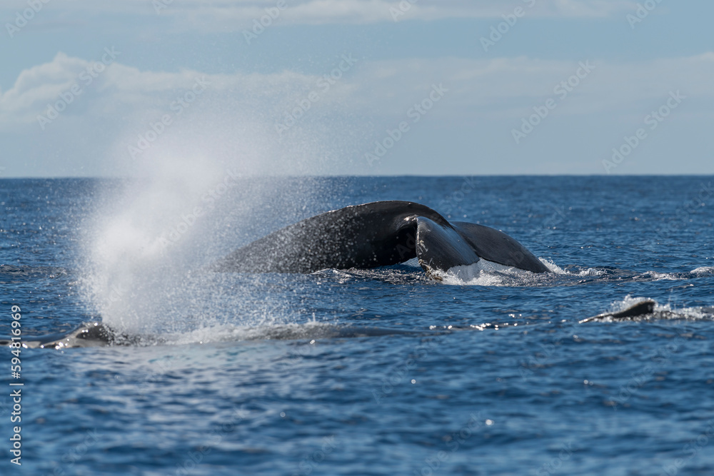 Fototapeta premium Humpback whale spouting blowing