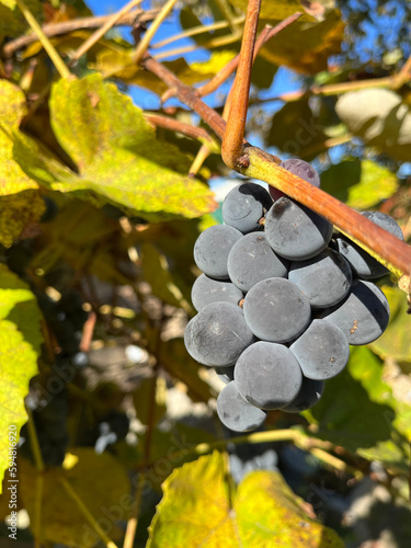 Dorodny ciemny winogron zwisający na krzewie