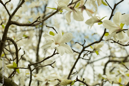 Beautiful blooming magnolia tree in park
