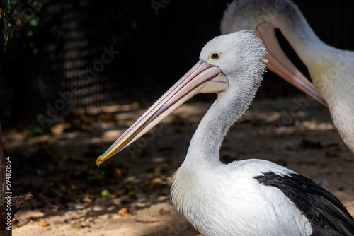 Australian Pelican (Pelecanus conspicillatus) © Tara