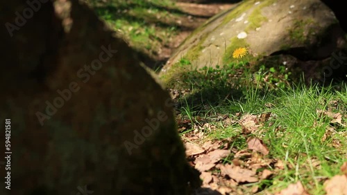 Forest floor at ground level. In the picture, from left to right, are a large overgrown stone, meadow, a yellow dandelion and small overgrown stone in the background. 