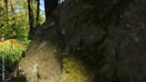 A camera films the forest floor at ground level. In the picture, from right to left, are a large overgrown stone, meadow, a yellow dandelion, another overgrown stone and trees in the background. Locat