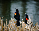 red-wing blackbirds